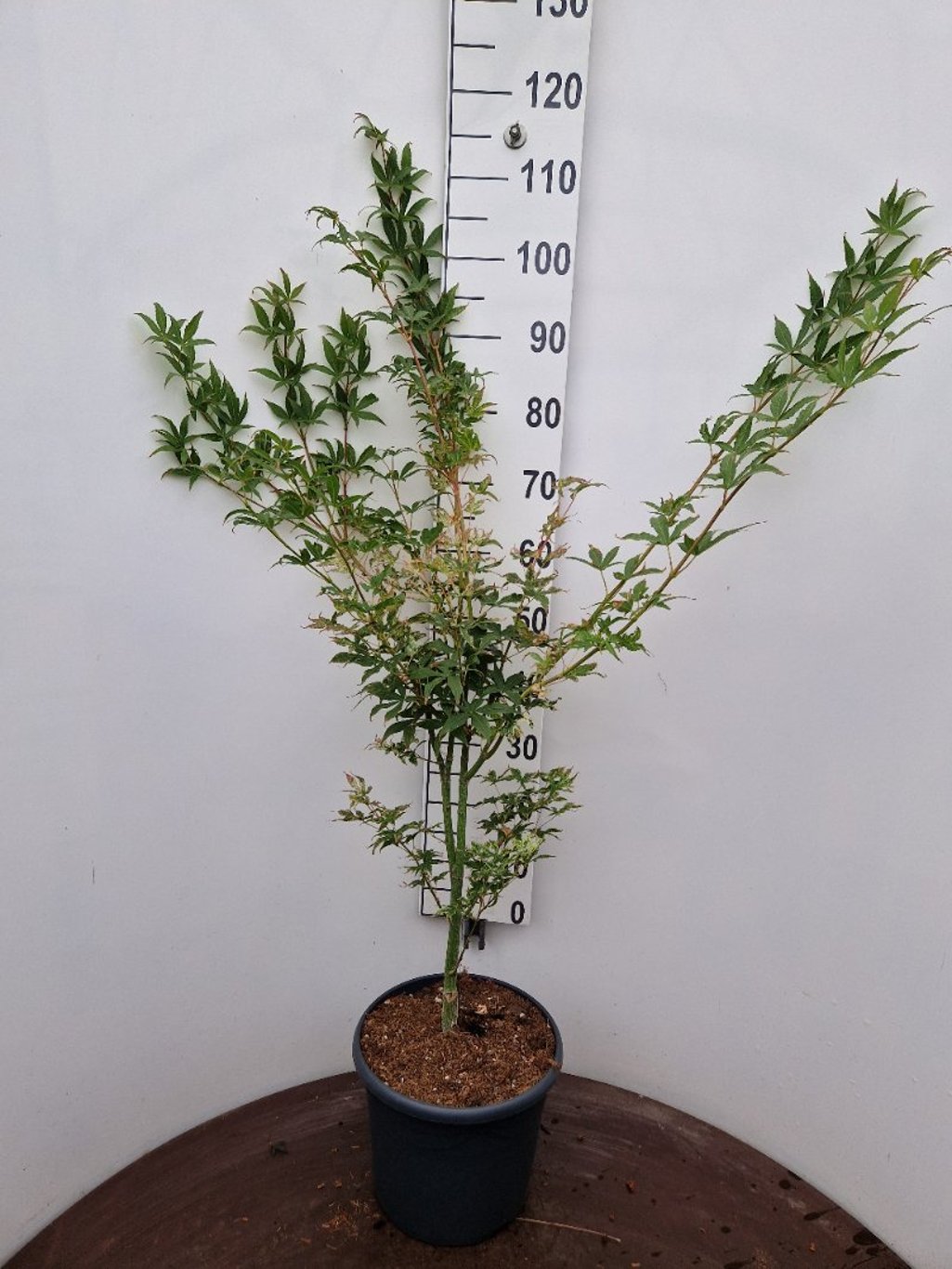 Acer pal. 'Ukigumo' - C10 60-80 CM